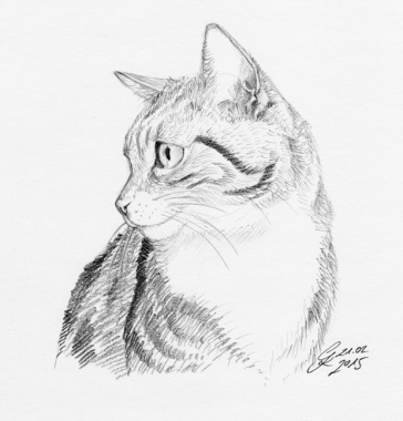 Cat Portrait with pencils