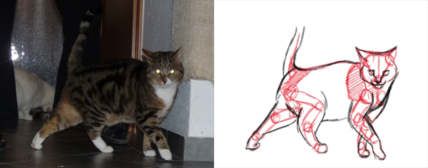 Katzen zeichnen - vereinfachte Anatomie von Katzen