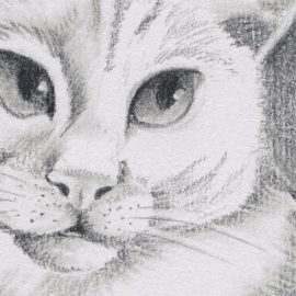 Katzenportrait von Gismo