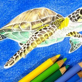 Meeresschildkröte mit Polychromos Stiften zeichnen
